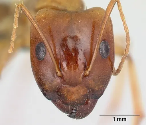 Camponotus radamae specimen CASENT0217308 image casent0217308_2