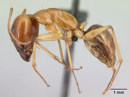 Camponotus radamae specimen CASENT0217308 image casent0217308_3