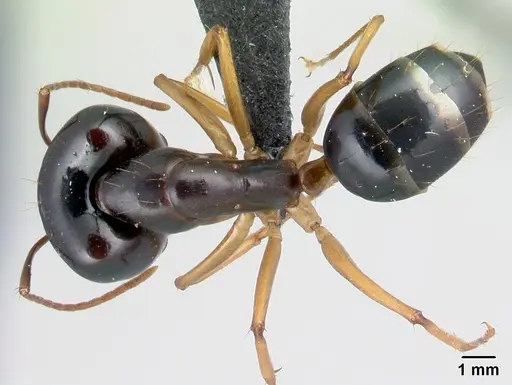 Camponotus radamae specimen CASENT0217314 image casent0217314_1