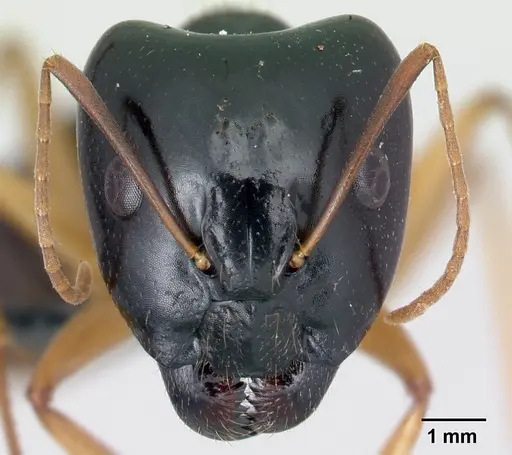 Camponotus radamae specimen CASENT0217314 image casent0217314_2