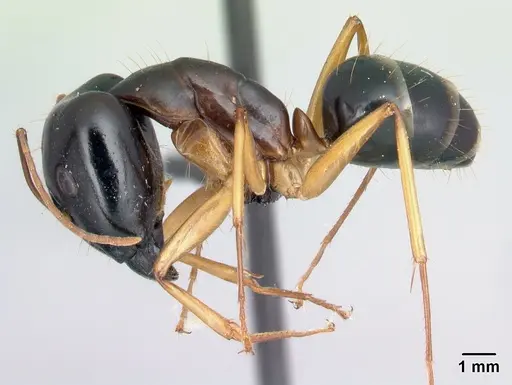 Camponotus radamae specimen CASENT0217314 image casent0217314_3