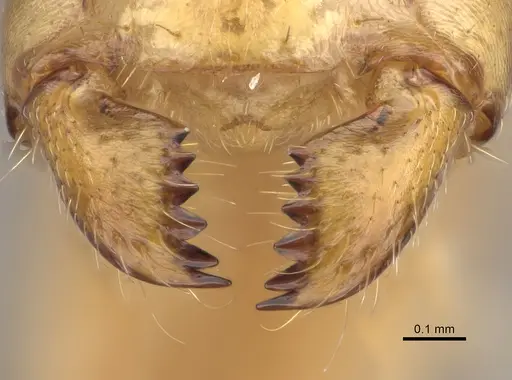 Camponotus radamae specimen CASENT0228250 image casent0228250_1