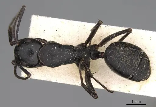 Camponotus radiatus specimen CASENT0906951 image casent0906951_1
