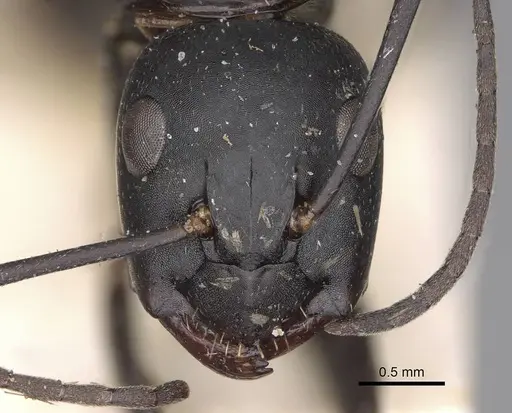Camponotus radiatus specimen CASENT0906951 image casent0906951_2