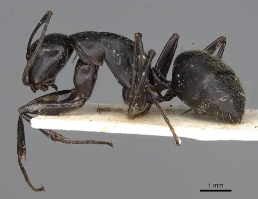 Camponotus radiatus specimen CASENT0906951 image casent0906951_3