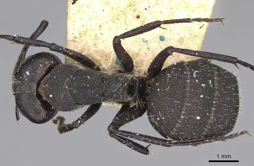 Camponotus radiatus specimen CASENT0906952 image casent0906952_1