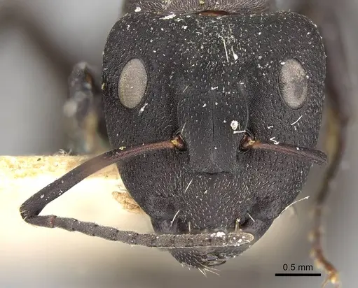 Camponotus radiatus specimen CASENT0906952 image casent0906952_2