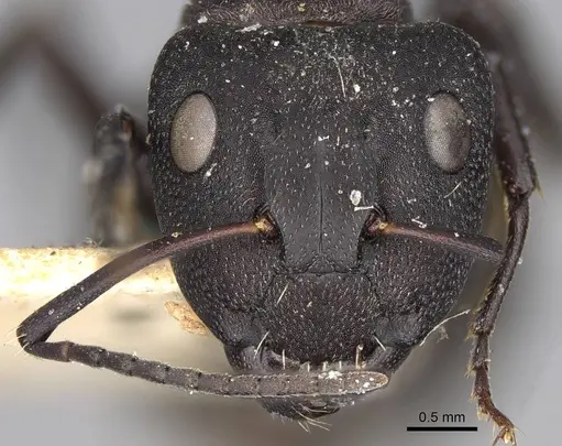 Camponotus radiatus specimen CASENT0906952 image casent0906952_3