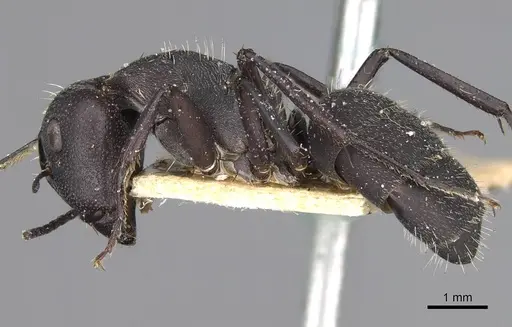 Camponotus radiatus specimen CASENT0906952 image casent0906952_4