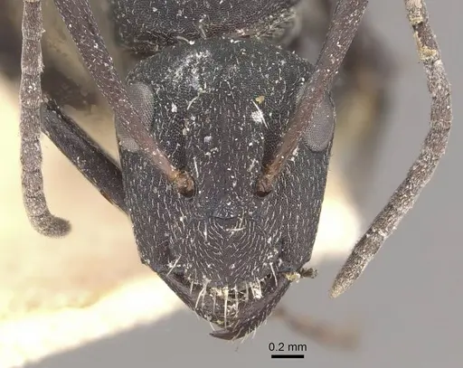 Camponotus radiatus specimen CASENT0910464 image casent0910464_2