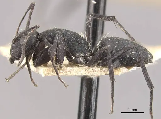 Camponotus radiatus specimen CASENT0910464 image casent0910464_3