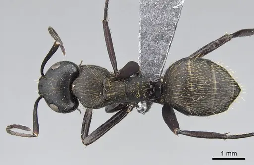 Camponotus radovae specimen CASENT0066208 image casent0066208_1