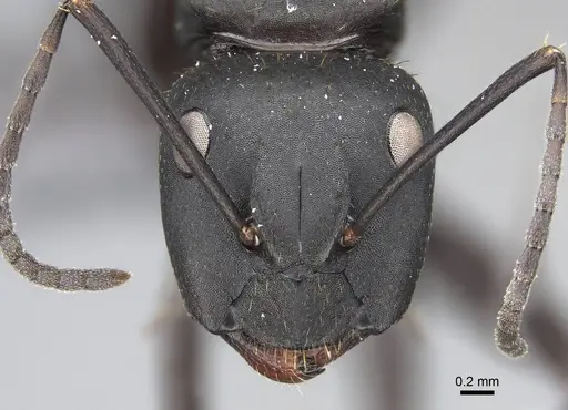 Camponotus radovae specimen CASENT0066208 image casent0066208_2