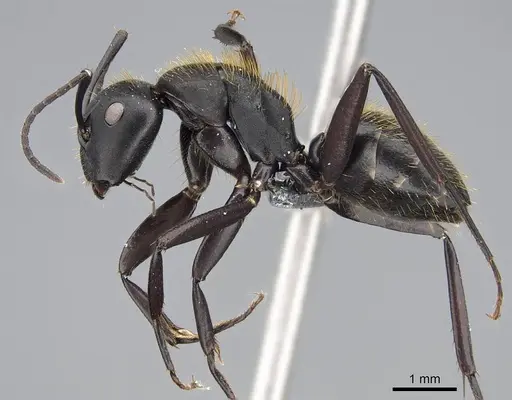 Camponotus radovae specimen CASENT0066208 image casent0066208_3