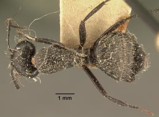 Camponotus radovae specimen CASENT0101113 image casent0101113_1