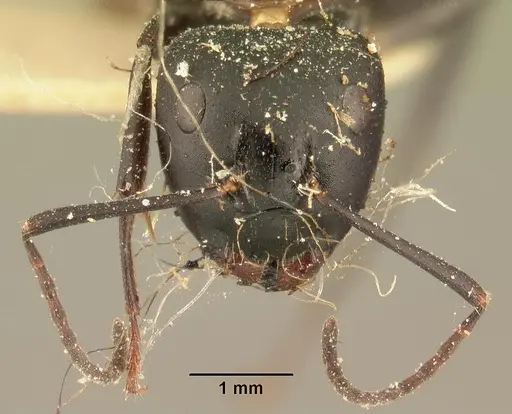 Camponotus radovae specimen CASENT0101113 image casent0101113_2