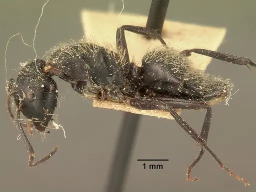Camponotus radovae specimen CASENT0101113 image casent0101113_3