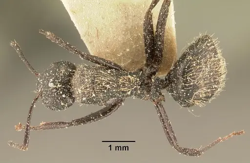 Camponotus radovae specimen CASENT0101114 image casent0101114_1