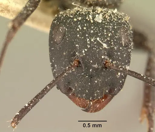 Camponotus radovae specimen CASENT0101114 image casent0101114_2