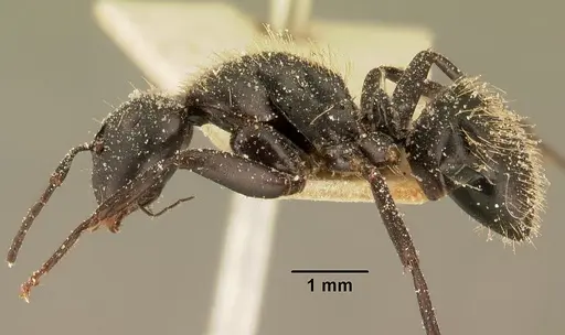 Camponotus radovae specimen CASENT0101114 image casent0101114_3