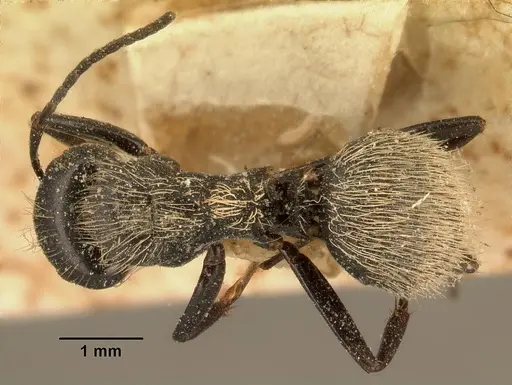 Camponotus radovae specimen CASENT0101115 image casent0101115_1