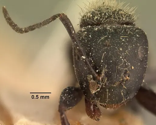 Camponotus radovae specimen CASENT0101115 image casent0101115_2