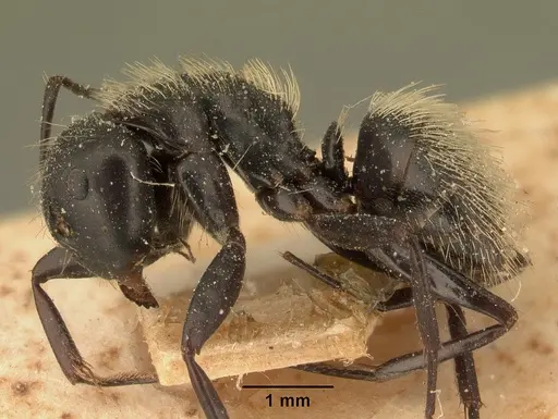 Camponotus radovae specimen CASENT0101115 image casent0101115_3
