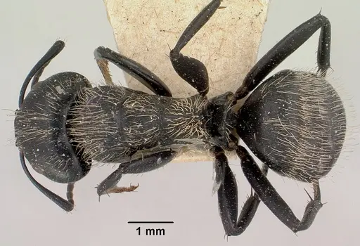 Camponotus radovae specimen CASENT0101362 image casent0101362_1