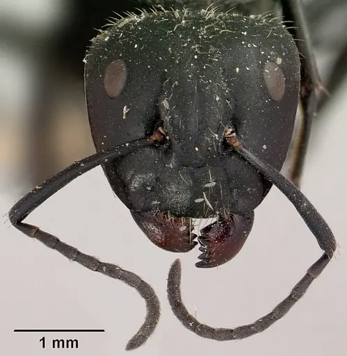 Camponotus radovae specimen CASENT0101362 image casent0101362_2