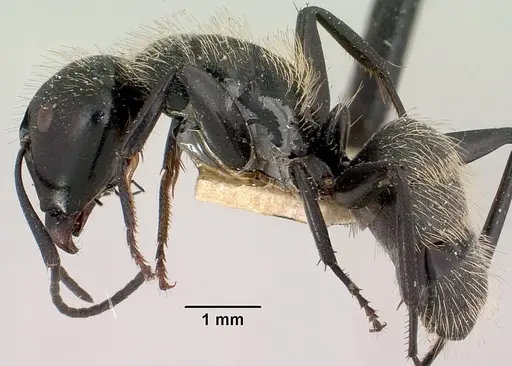 Camponotus radovae specimen CASENT0101362 image casent0101362_3