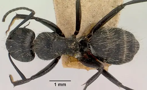 Camponotus radovae specimen CASENT0101363 image casent0101363_1