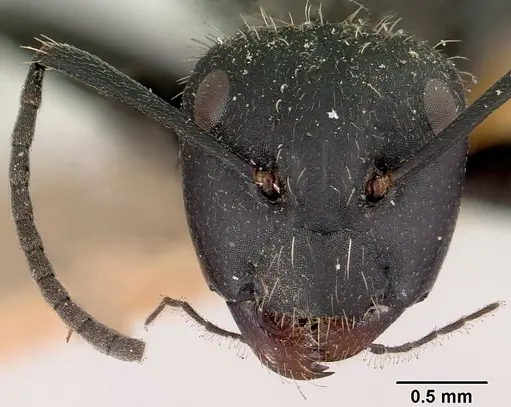 Camponotus radovae specimen CASENT0101363 image casent0101363_2