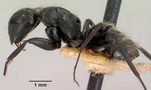 Camponotus radovae specimen CASENT0101363 image casent0101363_3