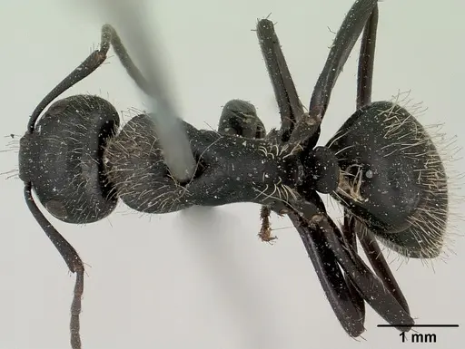 Camponotus radovae specimen CASENT0101364 image casent0101364_1