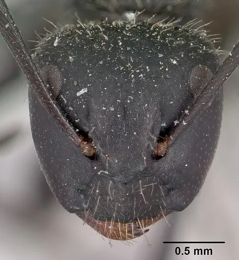 Camponotus radovae specimen CASENT0101364 image casent0101364_2