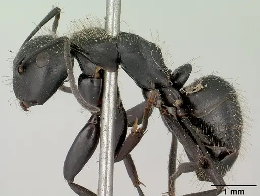 Camponotus radovae specimen CASENT0101364 image casent0101364_3