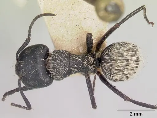 Camponotus radovae specimen CASENT0101367 image casent0101367_1