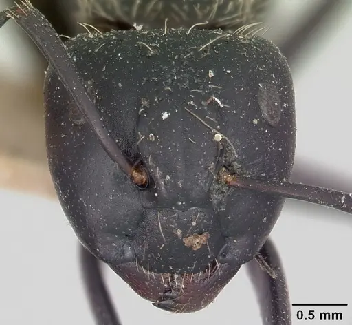 Camponotus radovae specimen CASENT0101367 image casent0101367_2