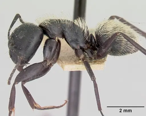 Camponotus radovae specimen CASENT0101367 image casent0101367_3