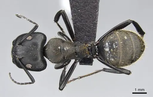 Camponotus radovae specimen CASENT0155336 image casent0155336_1