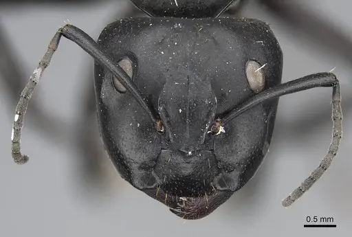 Camponotus radovae specimen CASENT0155336 image casent0155336_2
