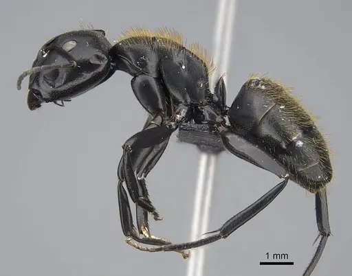 Camponotus radovae specimen CASENT0155336 image casent0155336_3