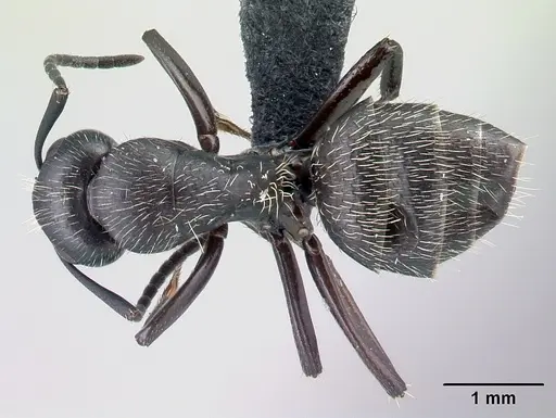 Camponotus radovae specimen CASENT0491718 image casent0491718_1