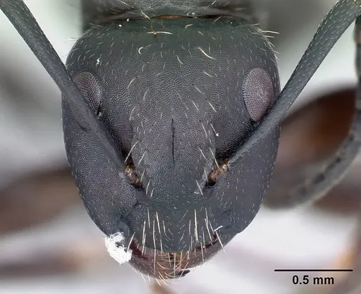 Camponotus radovae specimen CASENT0491718 image casent0491718_2
