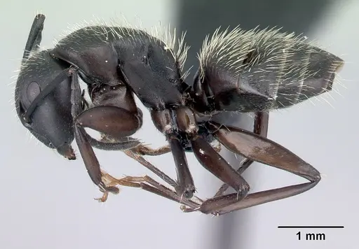 Camponotus radovae specimen CASENT0491718 image casent0491718_3