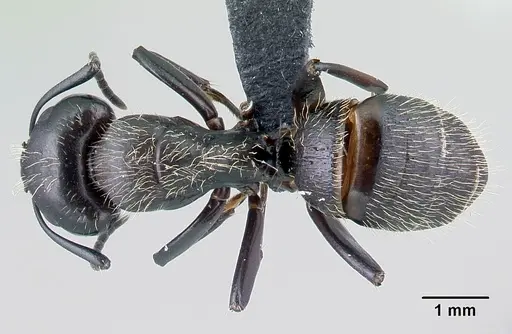 Camponotus radovae specimen CASENT0491719 image casent0491719_1