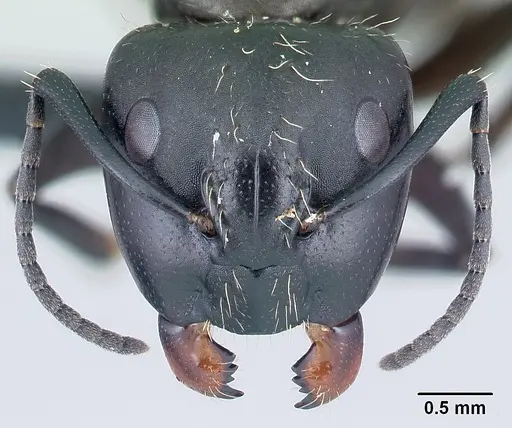 Camponotus radovae specimen CASENT0491719 image casent0491719_2