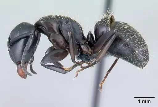 Camponotus radovae specimen CASENT0491719 image casent0491719_3