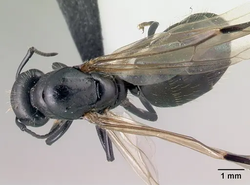 Camponotus radovae specimen CASENT0491720 image casent0491720_1