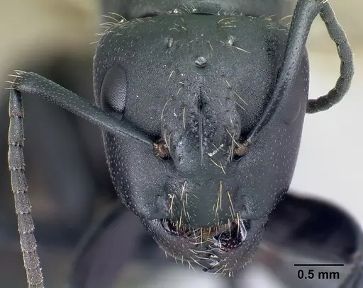 Camponotus radovae specimen CASENT0491720 image casent0491720_2